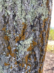 Flavopunctelia flaventior