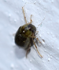 Berosus