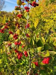 Crataegus chrysocarpa