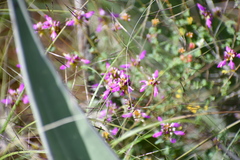 Dalea frutescens