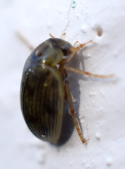 Berosus
