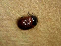 Gonioctena rubripennis