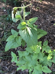 Conoclinium coelestinum