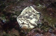Lobotes surinamensis