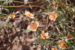 Portulaca suffrutescens