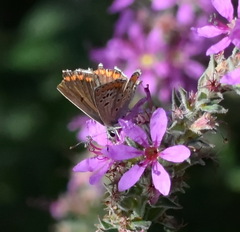 Aricia agestis