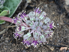 Ledebouria ovatifolia