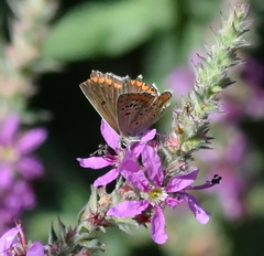Aricia agestis