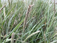 Leymus mollis