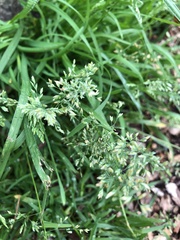 Poa