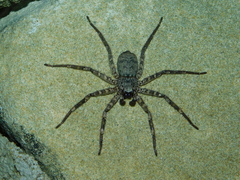 Selenops mexicanus