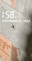 Leptoglossus zonatus