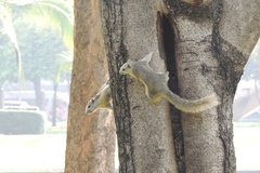 Callosciurus finlaysonii