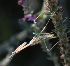 Empusa fasciata