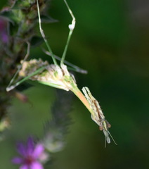 Empusa fasciata