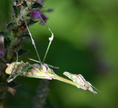 Empusa fasciata