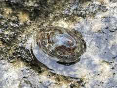 Testudinalia testudinalis