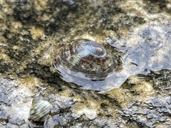 Testudinalia testudinalis