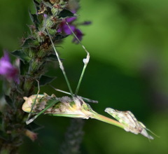 Empusa fasciata