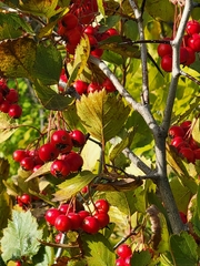 Crataegus chrysocarpa