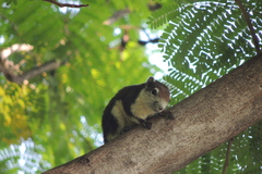 Callosciurus finlaysonii
