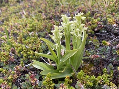 Platanthera hyperborea
