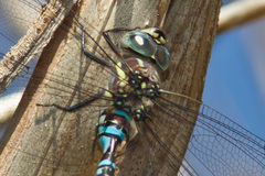 Aeshna persephone