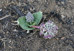 Ledebouria ovatifolia