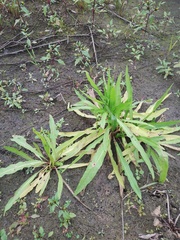 Rumex maritimus