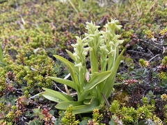 Platanthera hyperborea