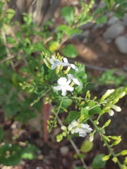 Duranta erecta