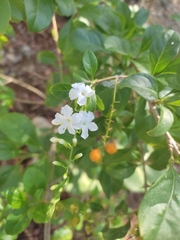 Duranta erecta
