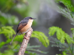 Prinia socialis