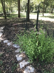 Conoclinium dissectum