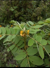 Senna uniflora