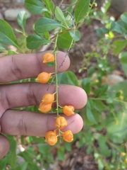 Duranta erecta
