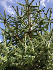 Abies pinsapo