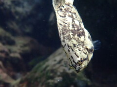 Lobotes surinamensis
