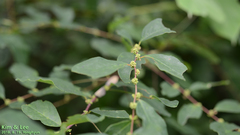 Callicarpa dichotoma
