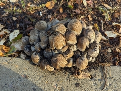 Agaricineae