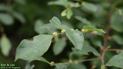 Callicarpa dichotoma