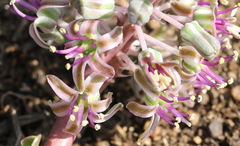 Ledebouria ovatifolia