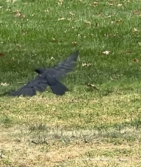 Corvidae