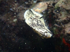 Lobotes surinamensis