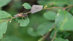Eristalis cerealis
