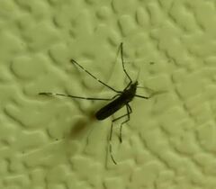 Aedes japonicus