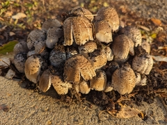 Agaricineae
