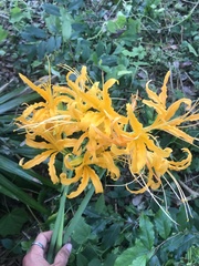 Lycoris aurea