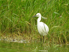 Egretta garzetta