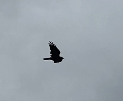 Corvidae